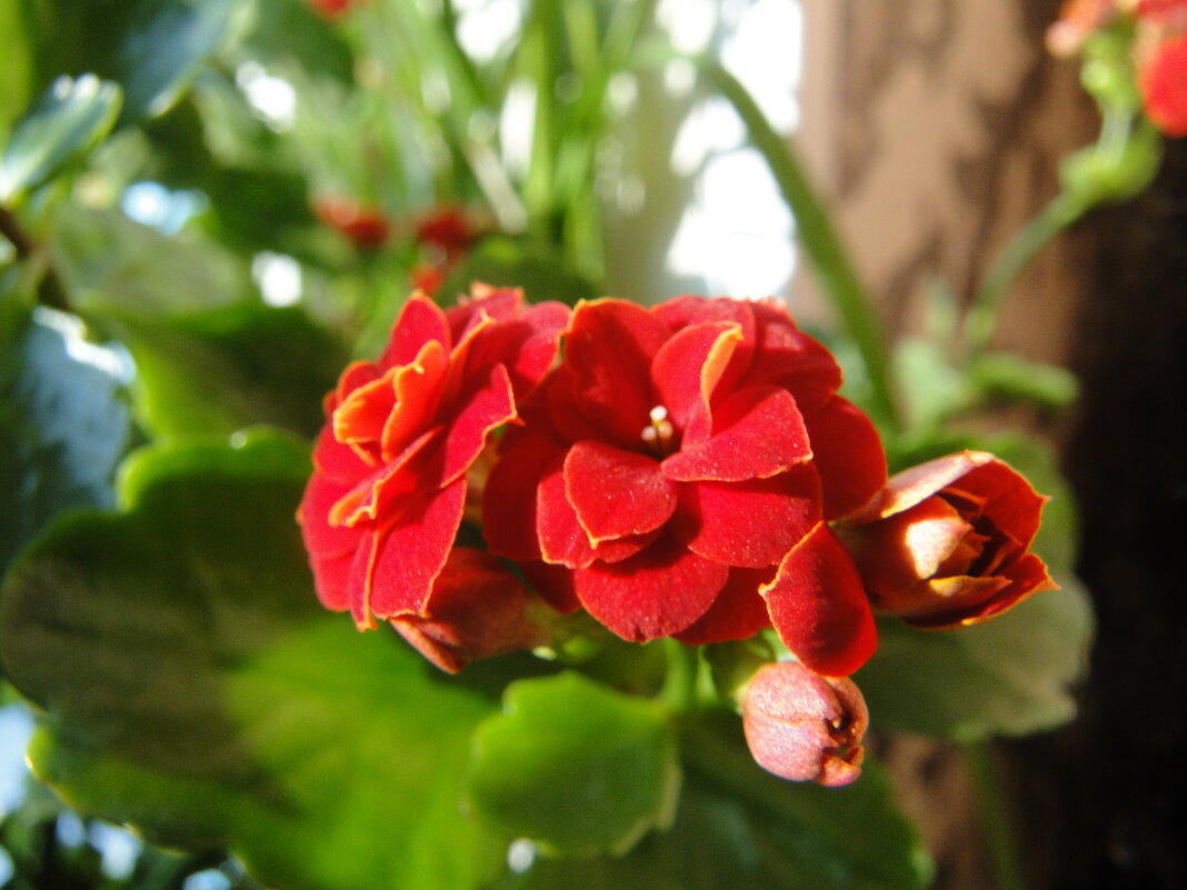 каланхой - Наталья Штанулина