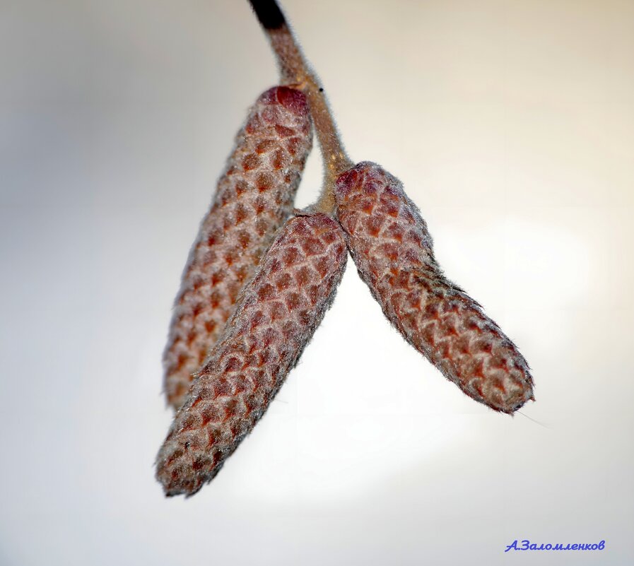 Они проснутся через 2 месяца... - Андрей Заломленков Они проснутся через 2 месяца... - Андрей Заломленков