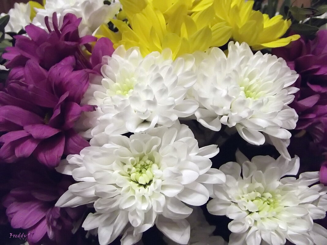 Хризантемы - Freddy 97