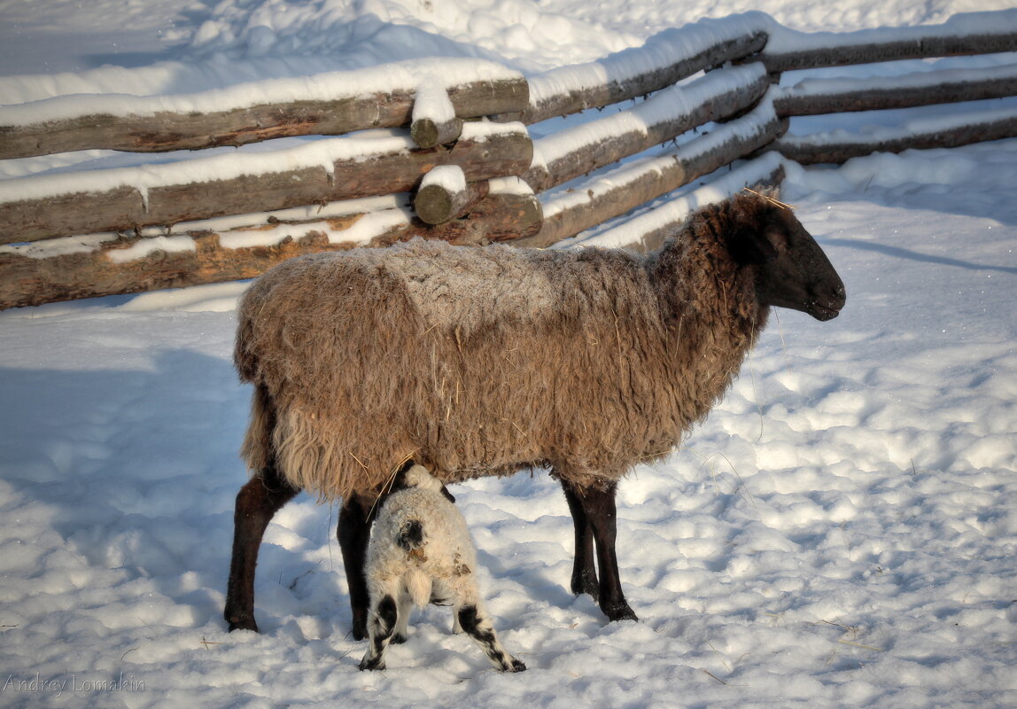 Эдильбаевская овца - Andrey Lomakin