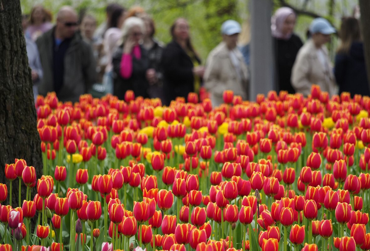 Пора тюльпанов - Магомед .