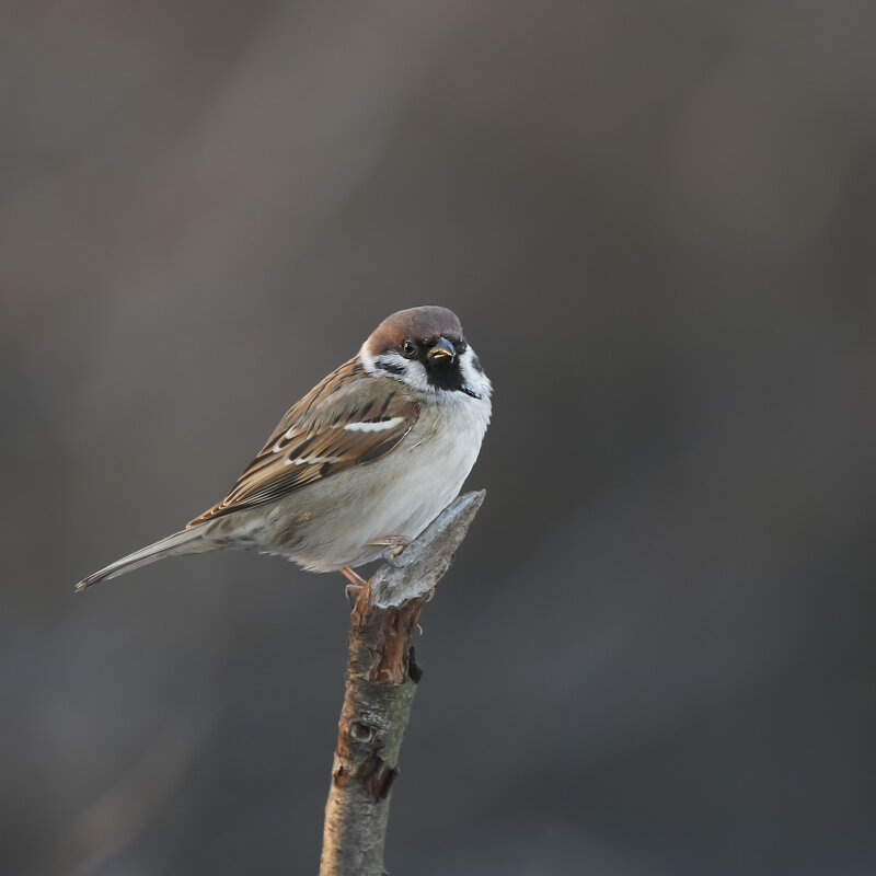 *** - Валерий Черняк