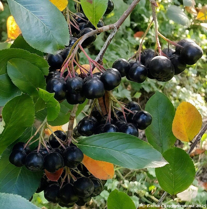 Черноплодная рябина - Елена Сухорученкова