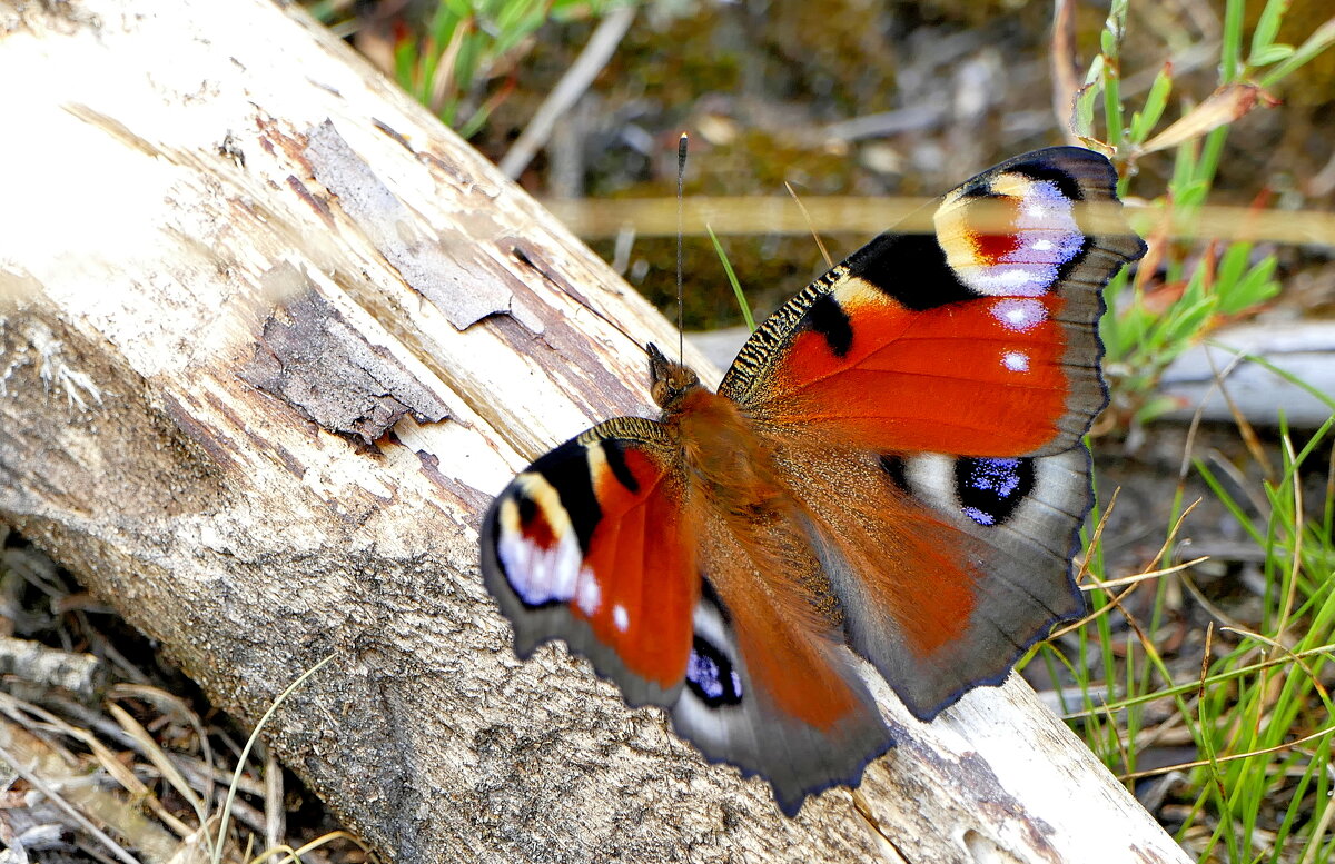 опять про бабочек...397 - Александр Прокудин опять про бабочек...397 - Александр Прокудин