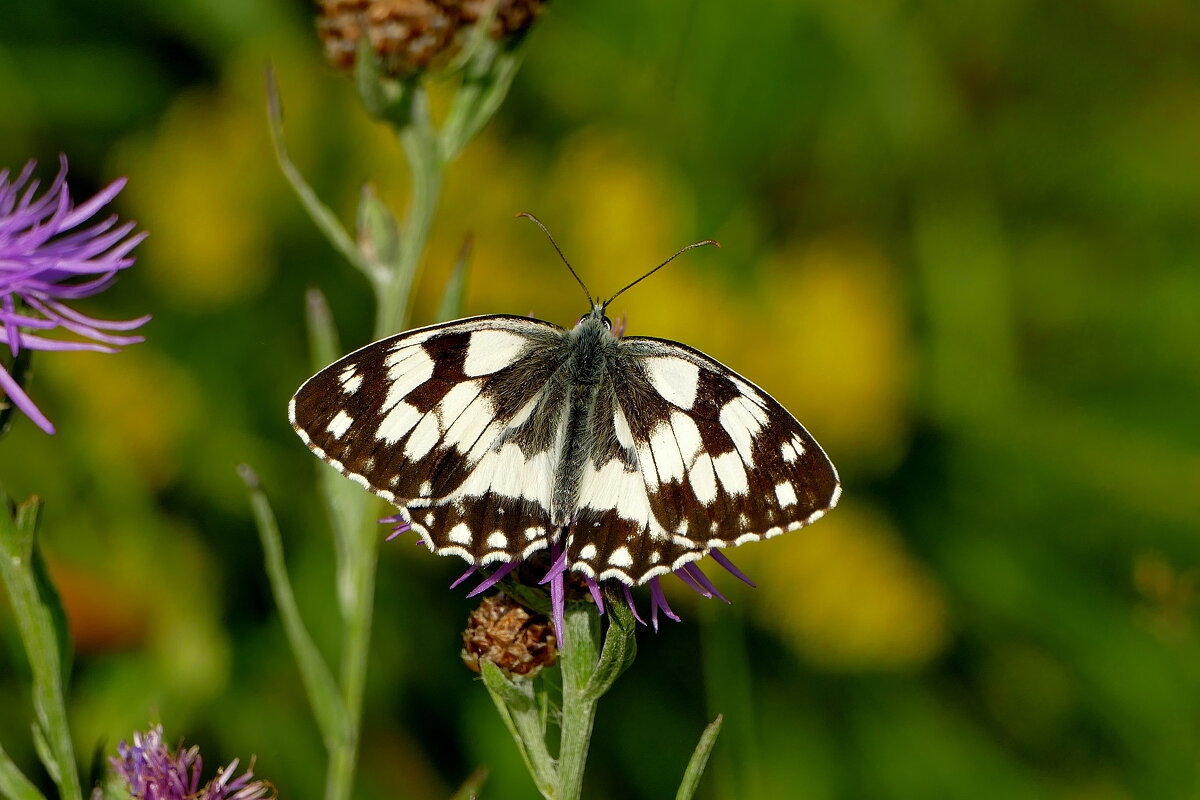 опять про бабочек...400 - Александр Прокудин