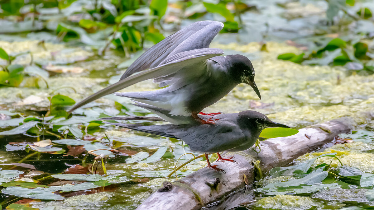 Черные крачки занимаются любовью) - Владимир Лазарев