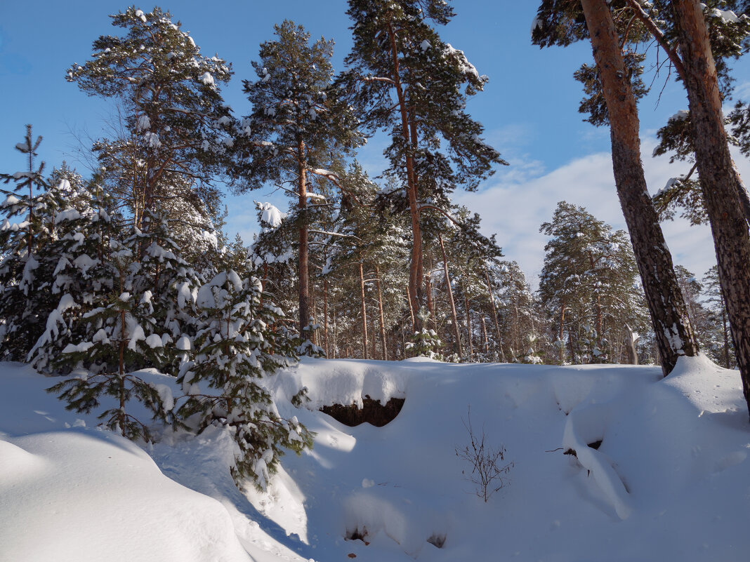 В соснах. - Николай 