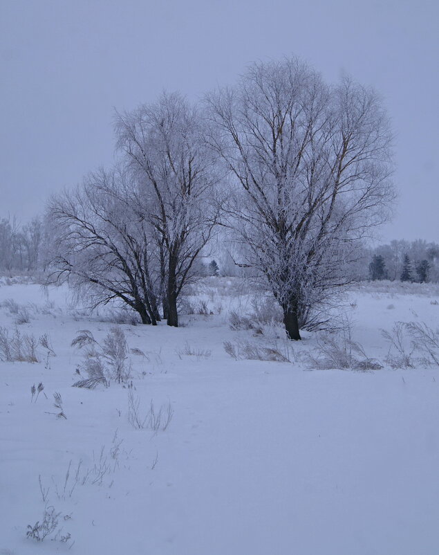 Ивы в изморози. - сергей ермошкин