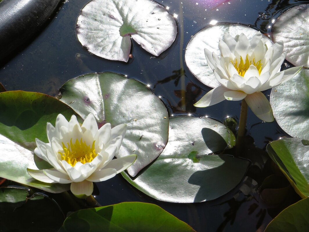 Нимфеи - Лариса С.