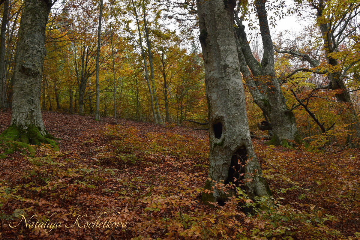 Природа Крыма - Amazing Cosmea