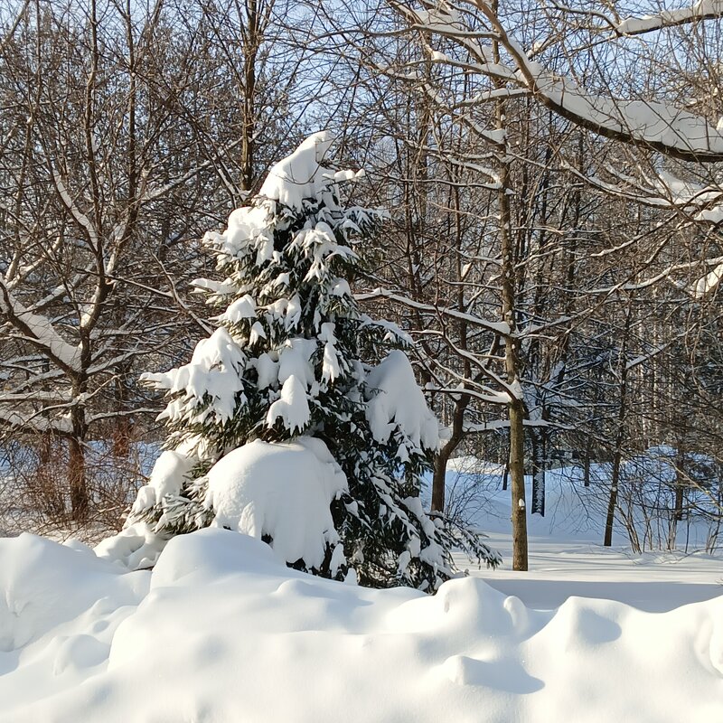 пирамида и лесу - Владимир 