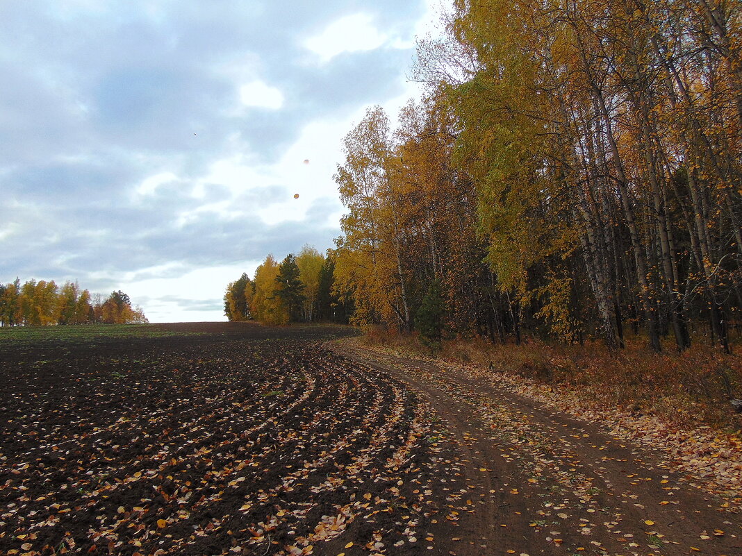 Разбросала листья осень. - nadyasilyuk Вознюк