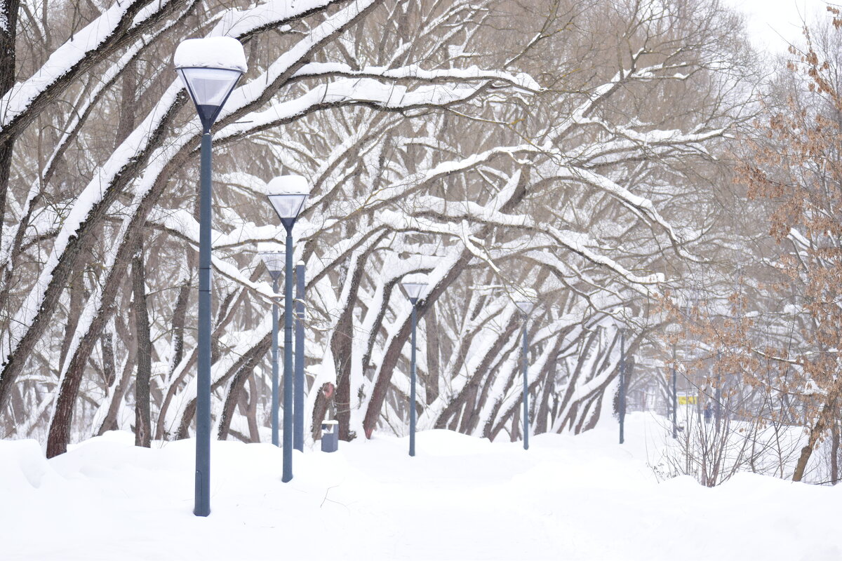 Зима в парке. - Наталья Вязигина