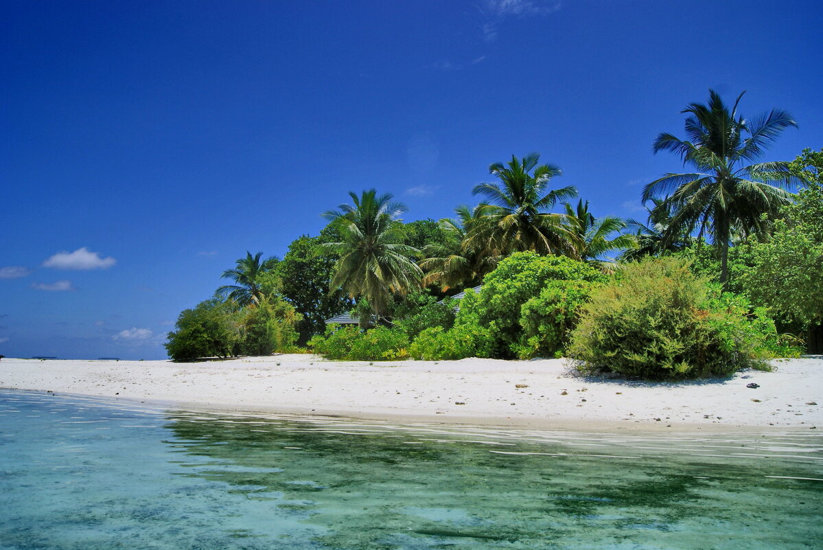 На дальнмх берегах - Андрей K.