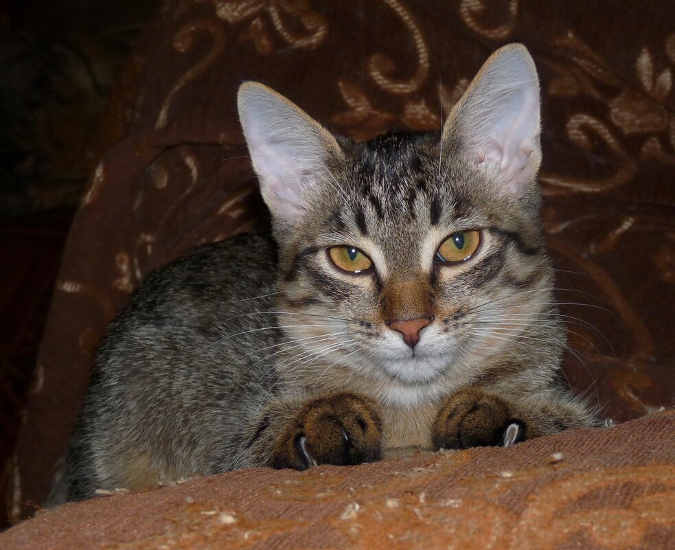 Мой кошак - vlad7791 