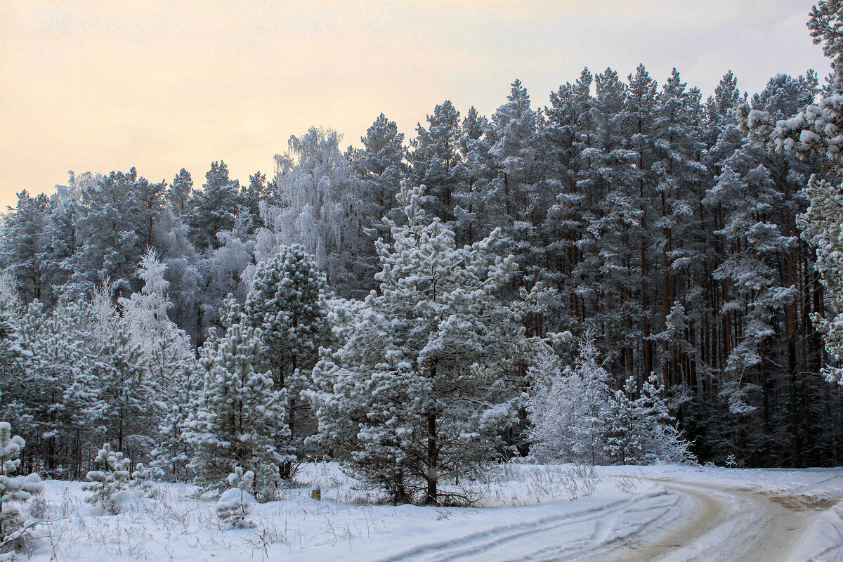 зима - Владимир Зеленцов