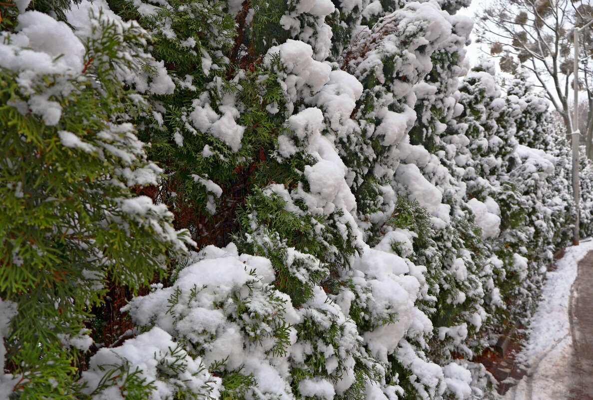 Снежная туя - Сергей Карачин