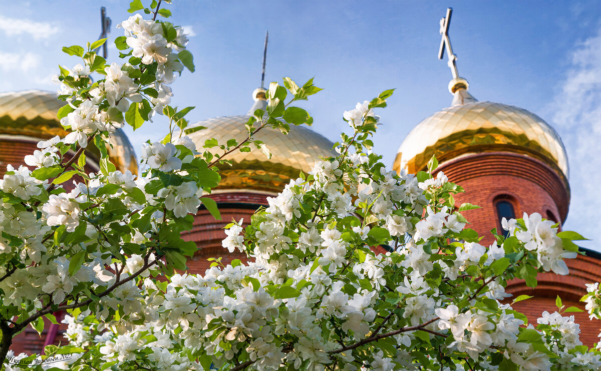 Ухта. Цветение мелкоплодных яблонь севера - всегда чудо на нашей широте - Николай Зиновьев