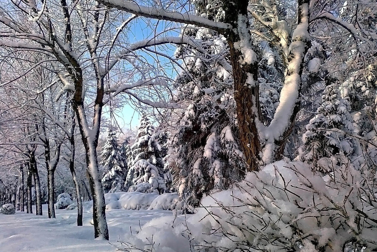 Волгоградская зима - Олегъ Петрович