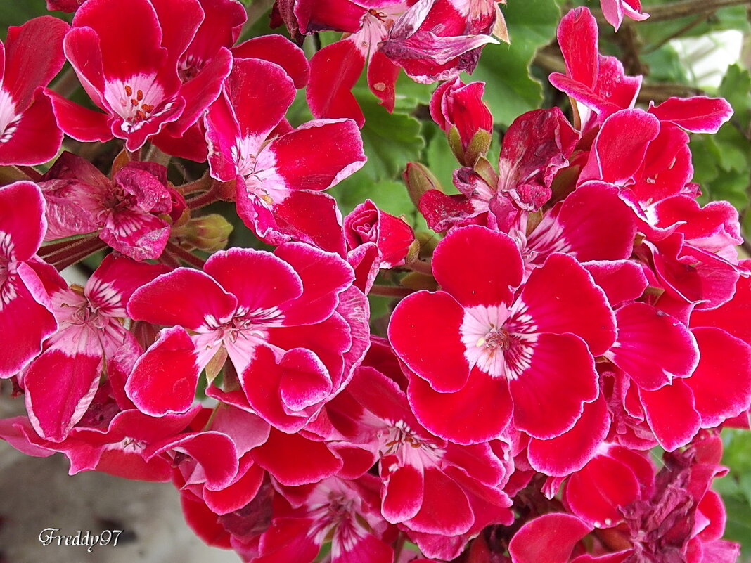Пеларгония - Freddy 97