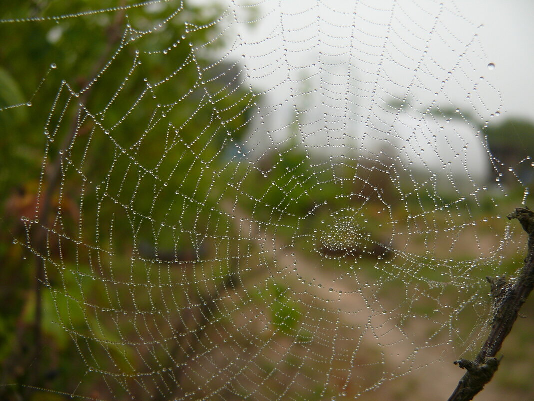 Сеть - Дмитрий П