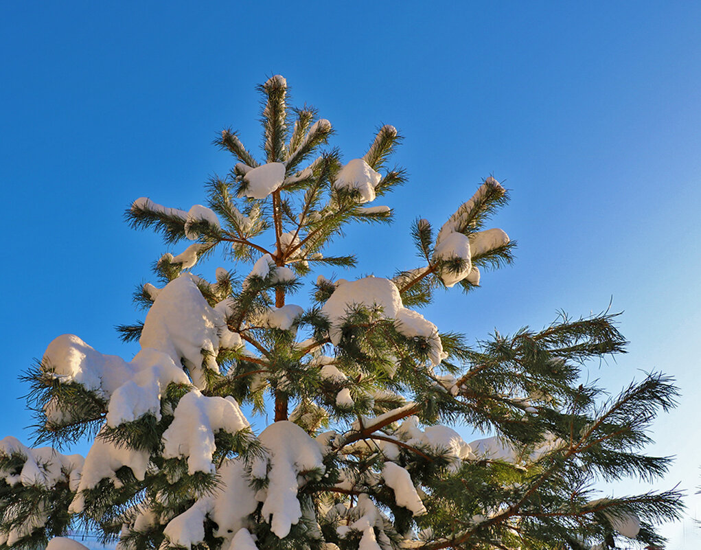 *** - Светлана 