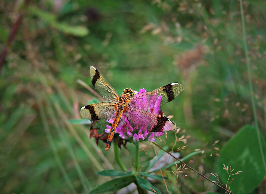 Стрекозка - Ирина С
