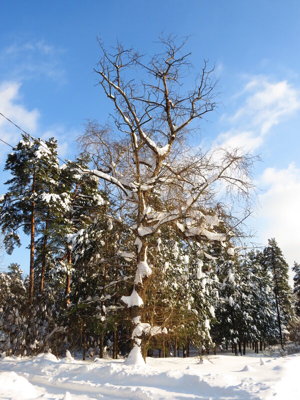 Морозная погода - Андрей Снегерёв