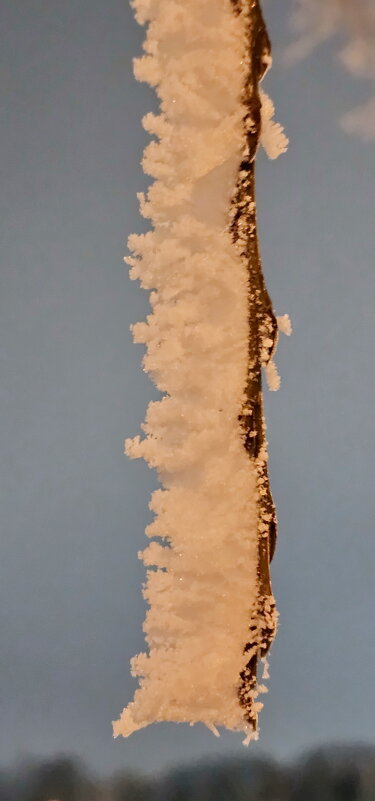 Иней Калининграда - Михаил Свиденцов