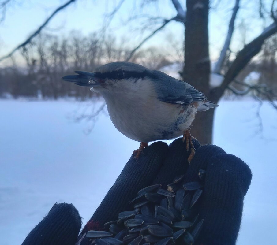 Поползень - Сапсан 