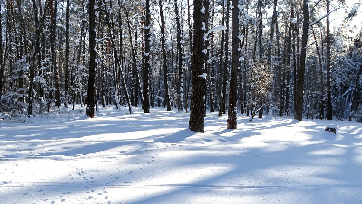 Зимний лес. - Милешкин Владимир Алексеевич 