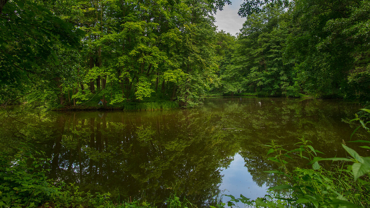 Тенистый пруд - Владимир Лазарев