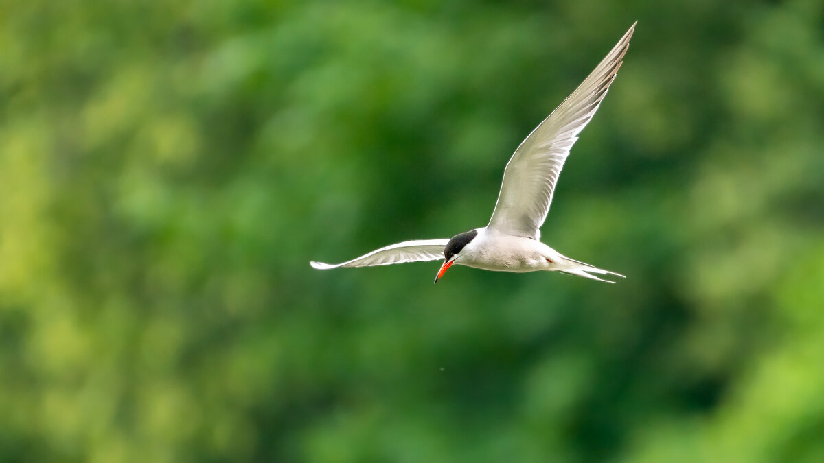 Крачка - Владимир Лазарев