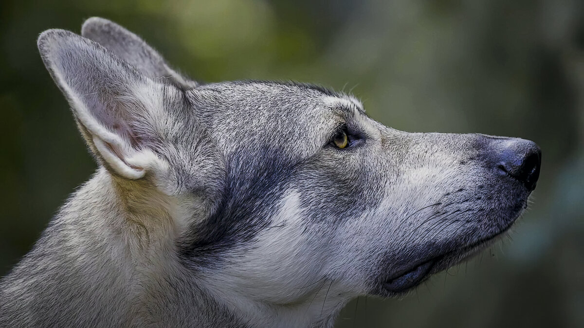 Волчья собака Сарлоса - Aleksey Afonin