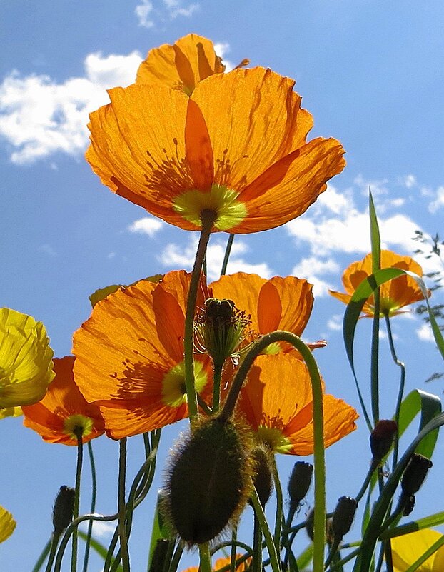 Маки - Лариса С.