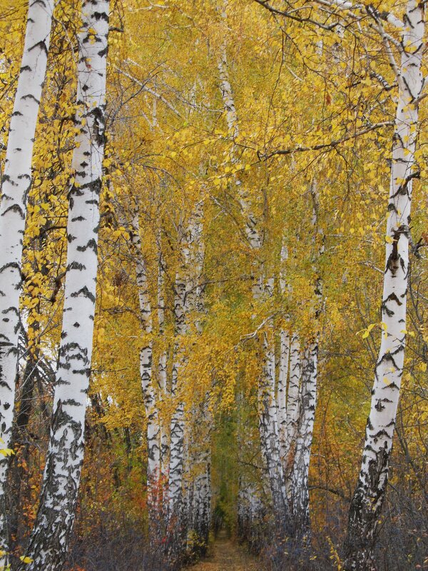 берёзовая аллея - Елена Шаламова