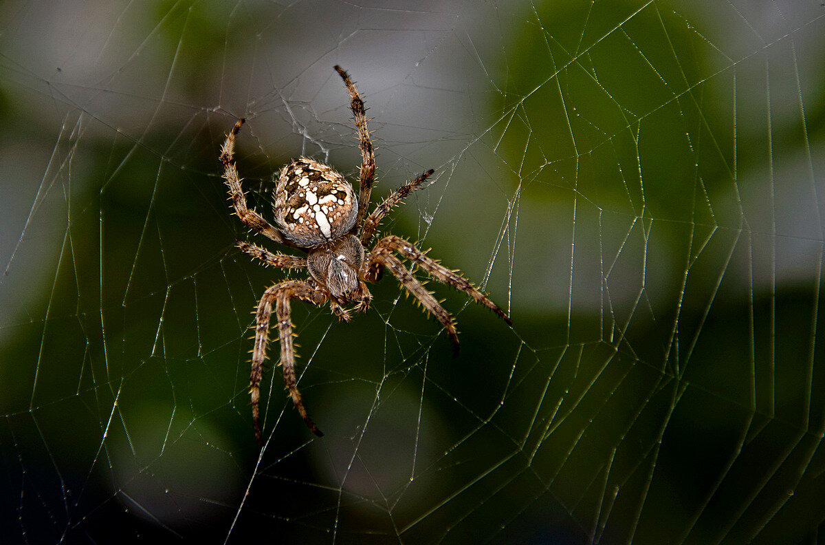 паук крестовик - Aleksandr 
