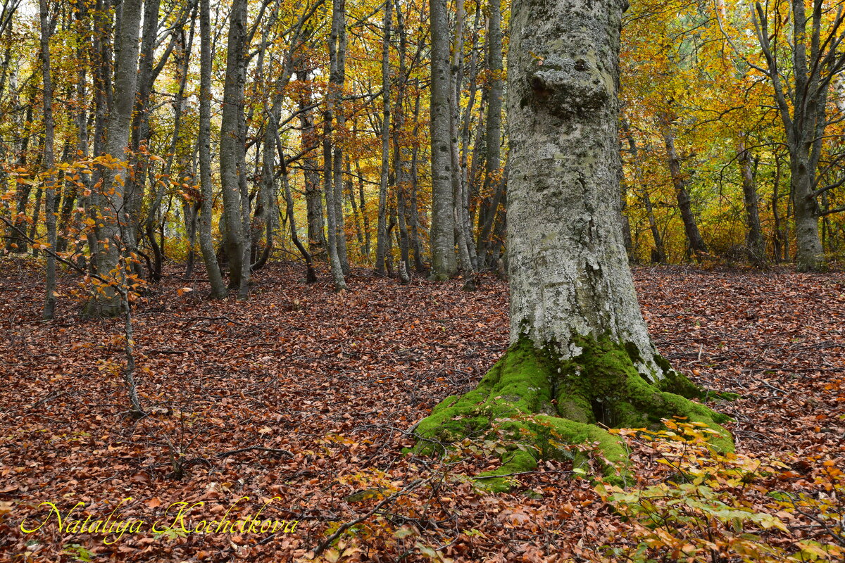 Природа Крыма - Amazing Cosmea