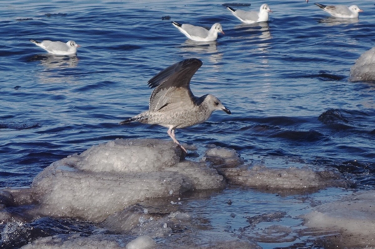 Чайки на море - Рита Симонова