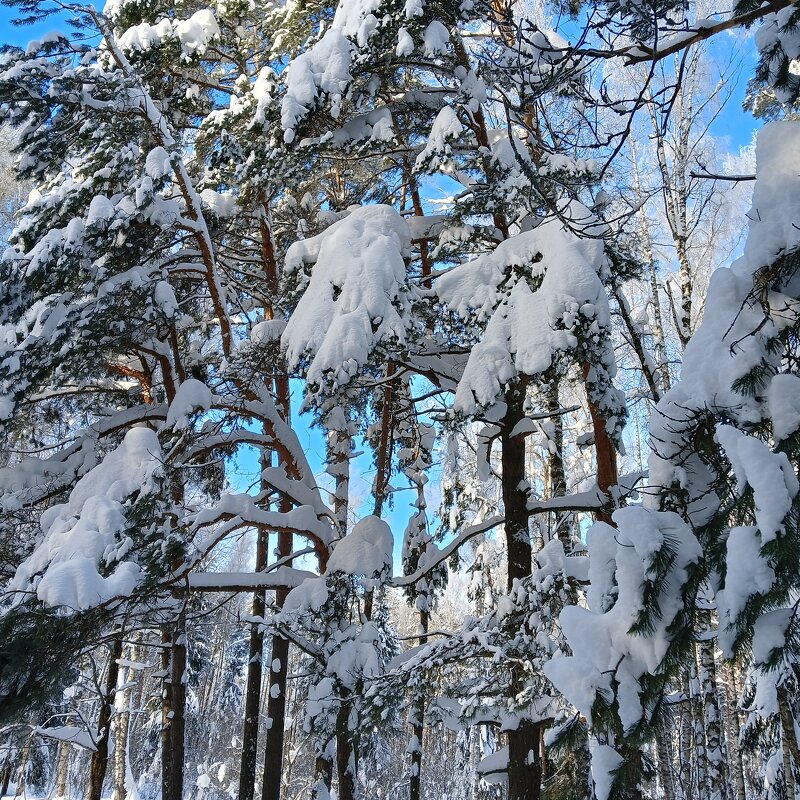 снег украсил деревья - Владимир 