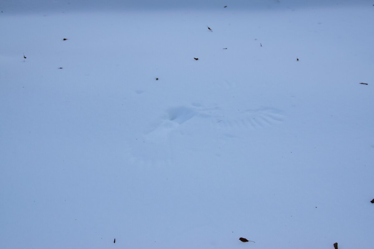 Следы ангела. - Наталья Вязигина