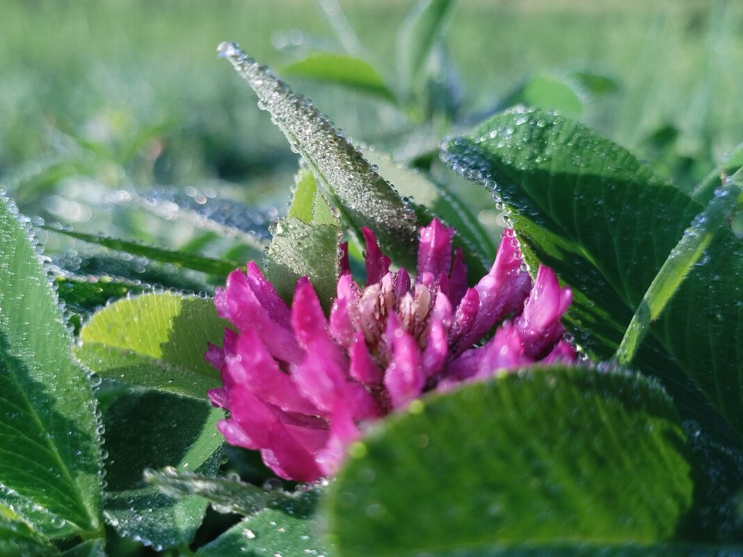 на рассвете - Лидия Меркулова