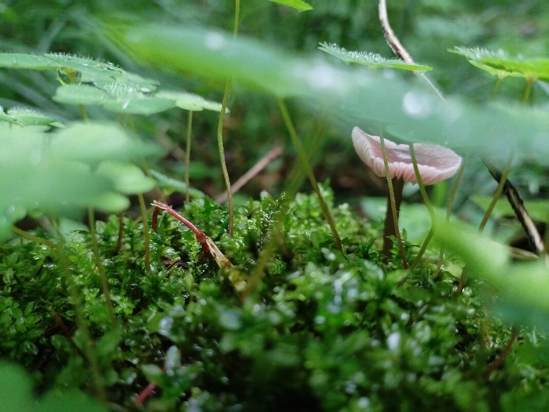 лесной мир - Лидия Меркулова