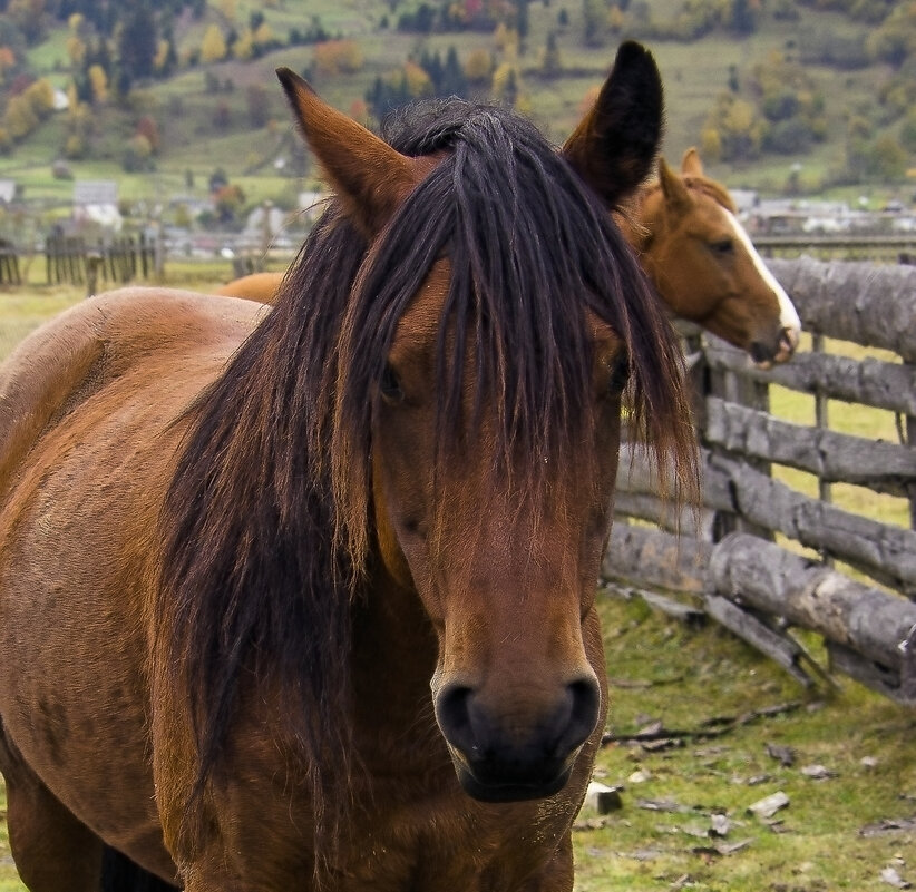 Зачем пришёл? - Alexandеr P