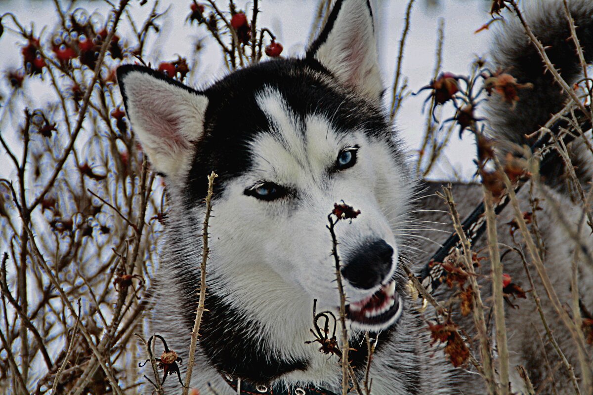 Хаски - евгений 