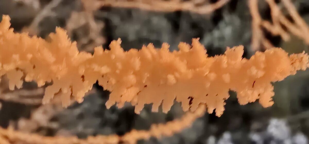 Иней Калининграда - Михаил Свиденцов