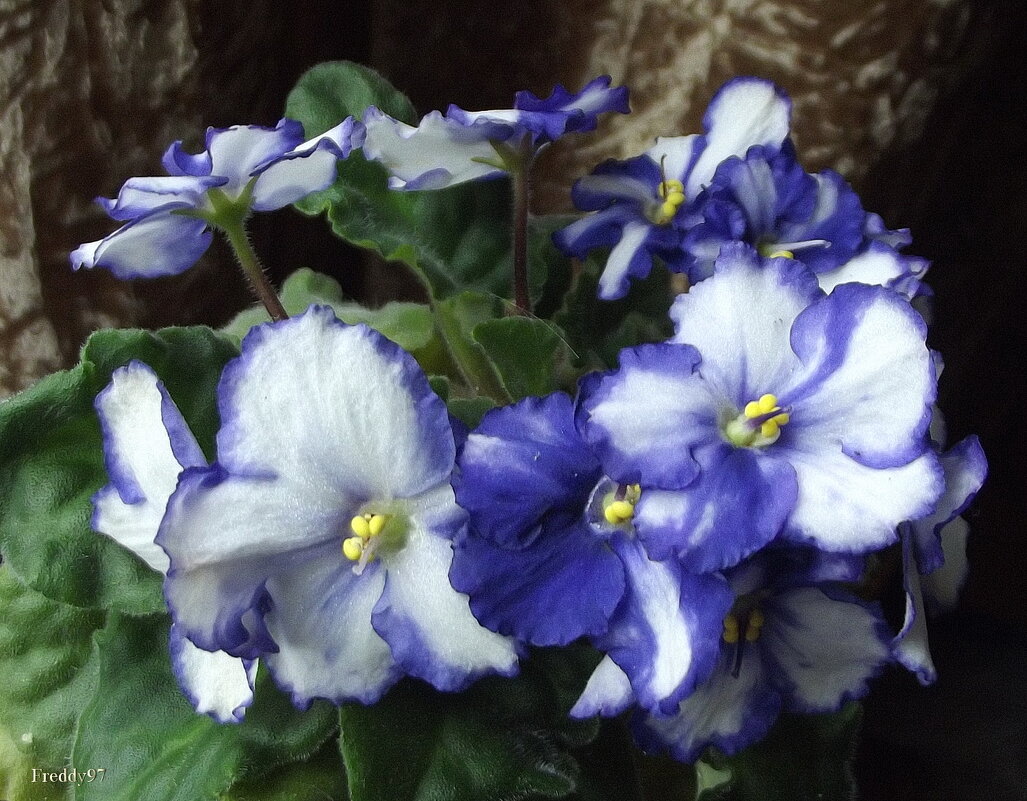 Фиалки - Freddy 97