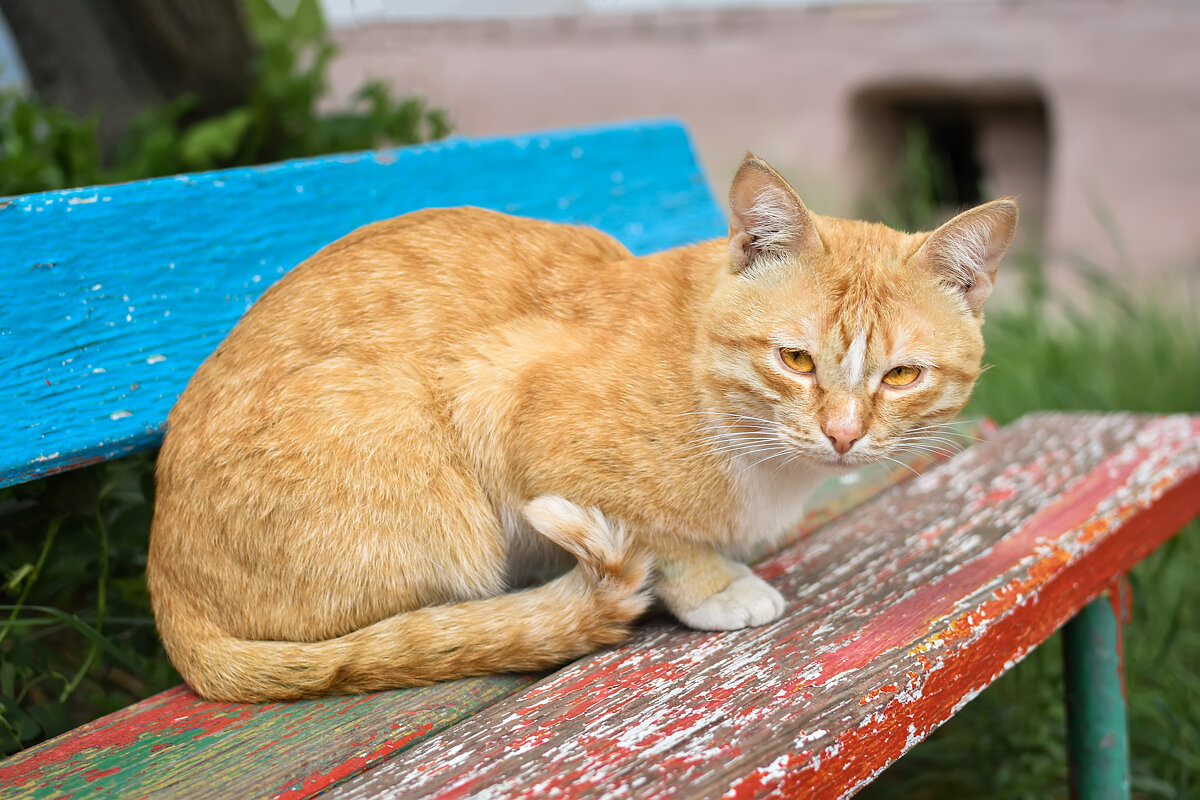 Котя - Дарья Шуклина