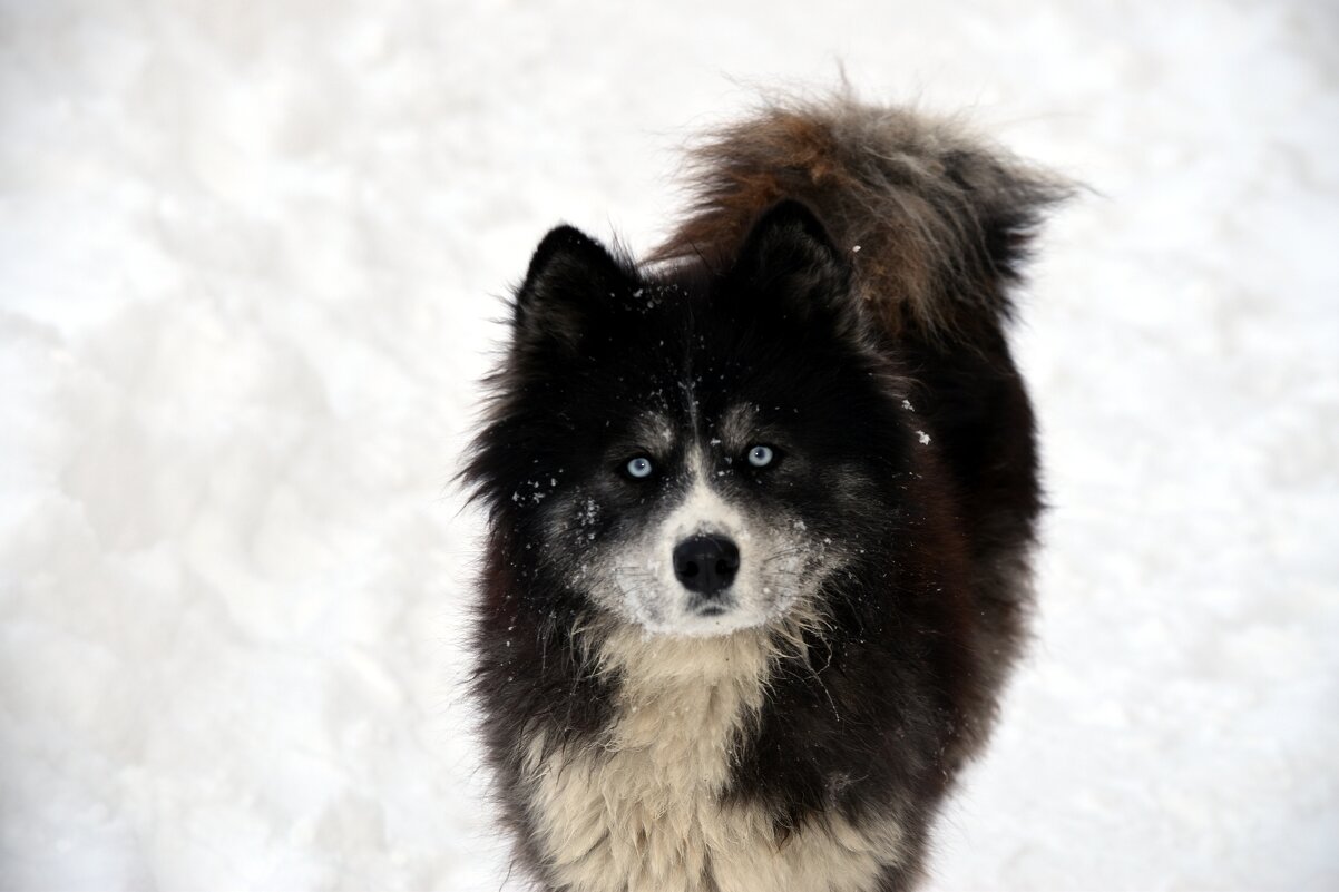 Хаска - Дарья Шуклина