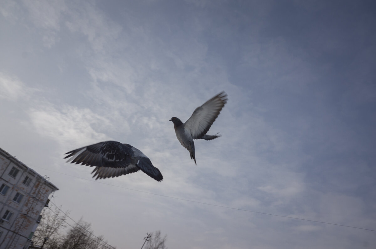 Без названия - Владимир Носов